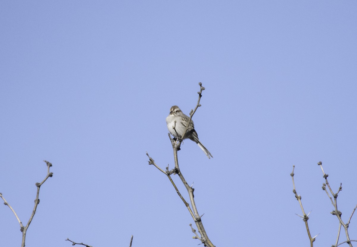 Rufous-winged Sparrow - Jason Platt