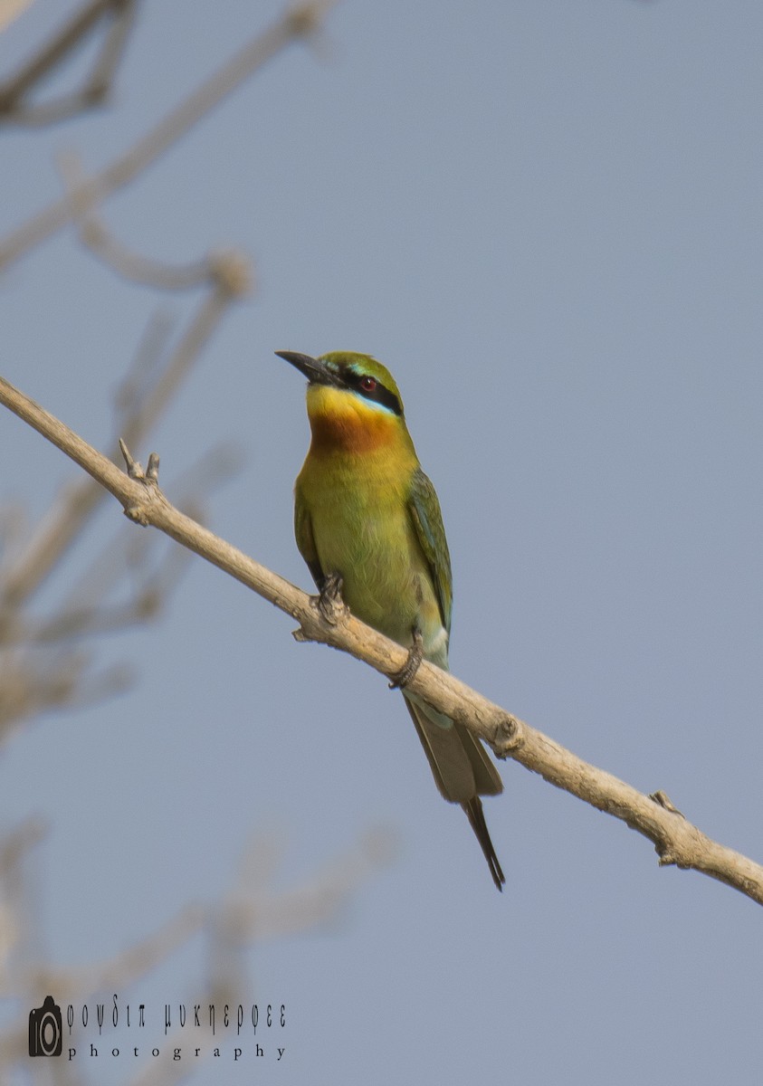 Blue-tailed Bee-eater - ML152771601