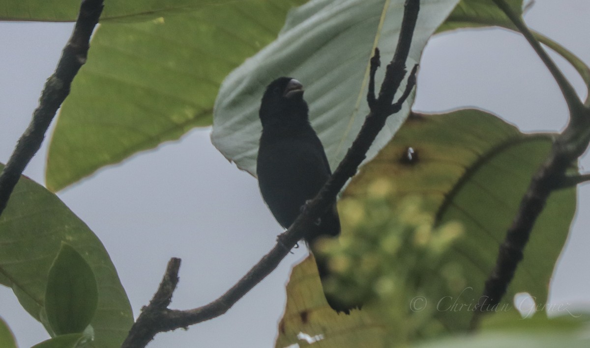 Variable Seedeater - ML152772701
