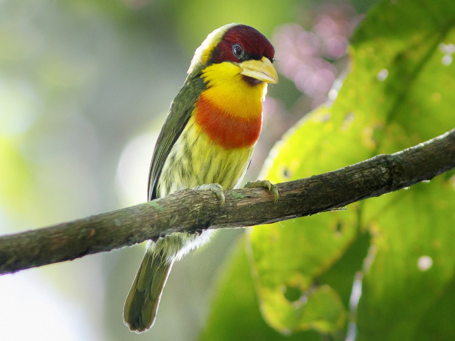 Lemon-throated Barbet - eBird