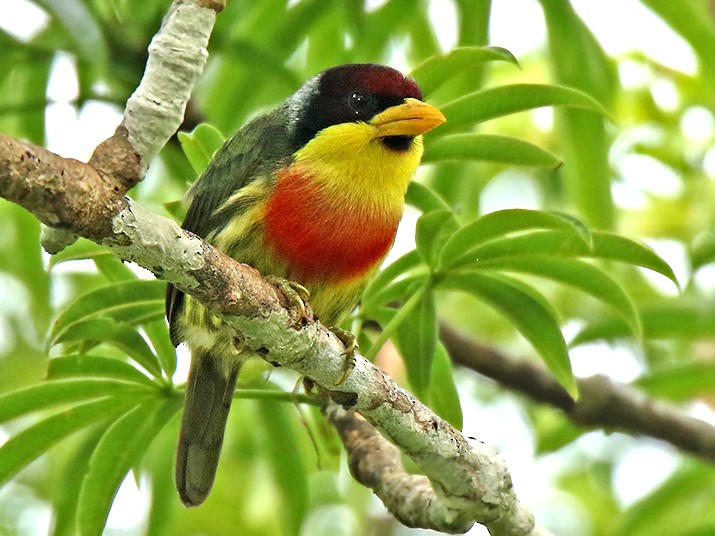 Lemon-throated Barbet - Roger Ahlman