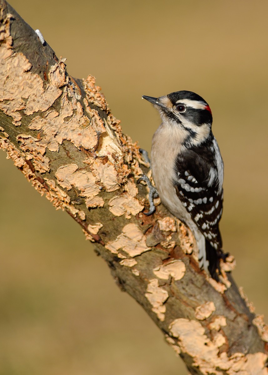 Downy Woodpecker (Eastern) - Daniel Irons