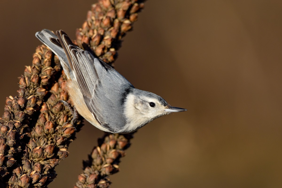 White-breasted Nuthatch (Eastern) - ML152773221
