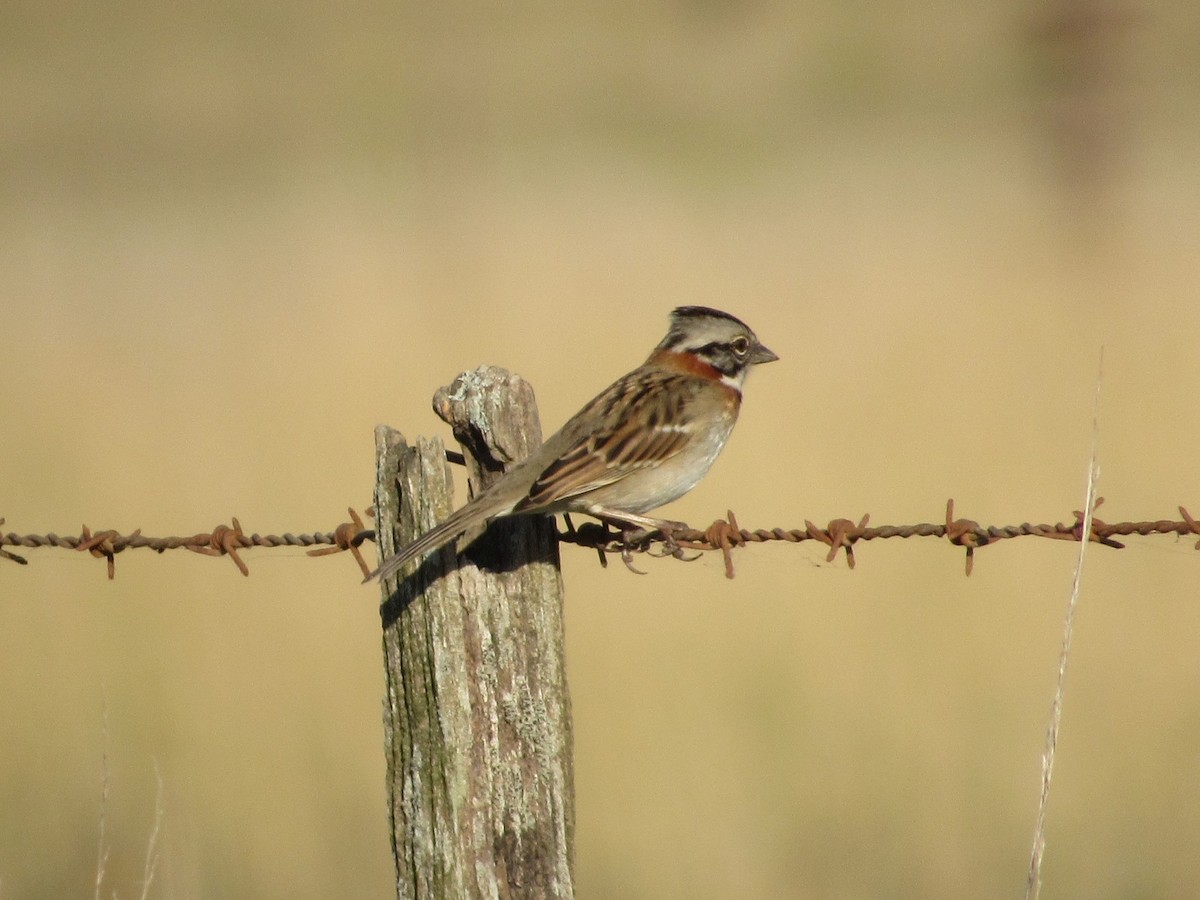 Rufous-collared Sparrow - Guillermo Costa