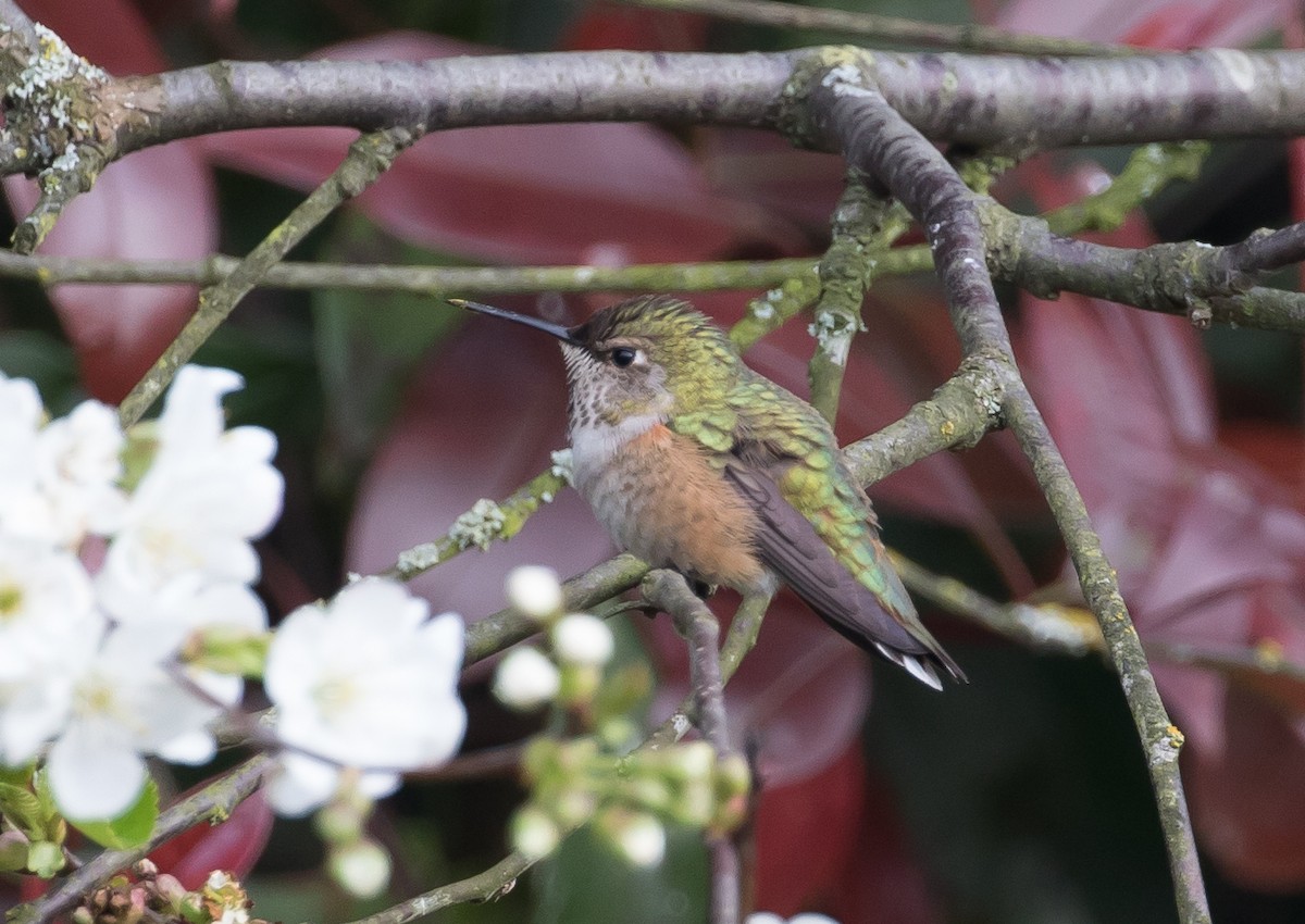 Rufous Hummingbird - ML152773441