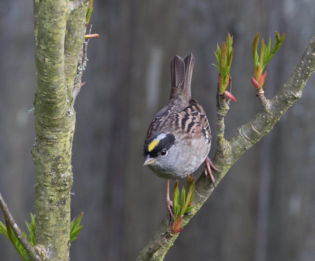 Golden-crowned Sparrow - Ian Burgess