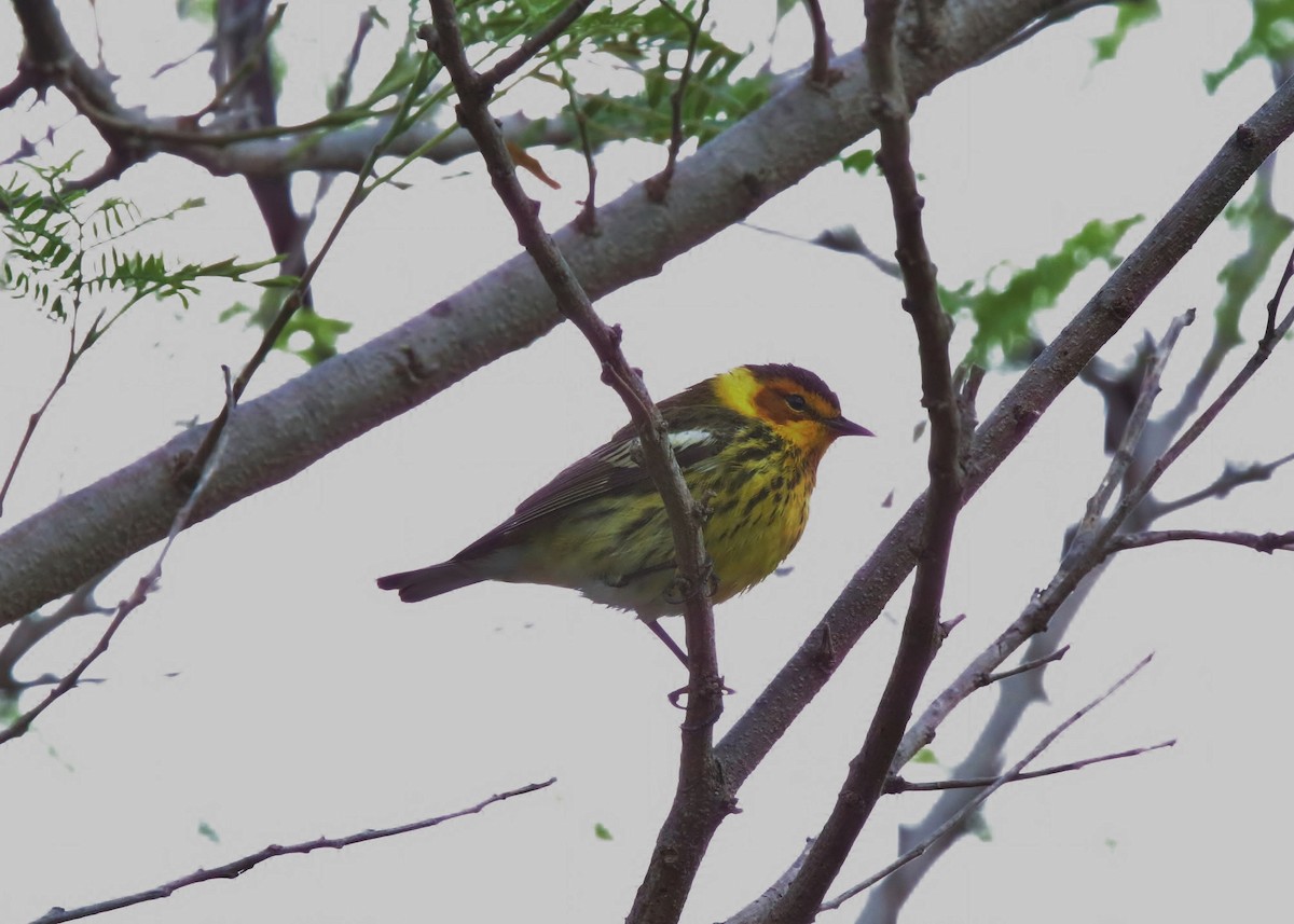 Cape May Warbler - ML152773791