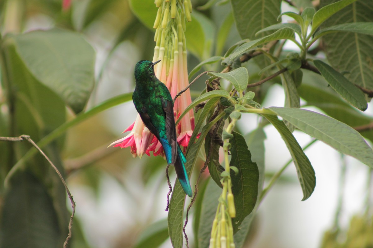 Long-tailed Sylph - ML152775211