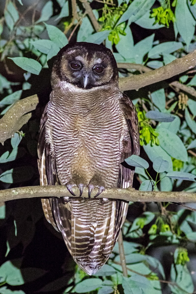 Brown Wood-Owl - Kavi Nanda