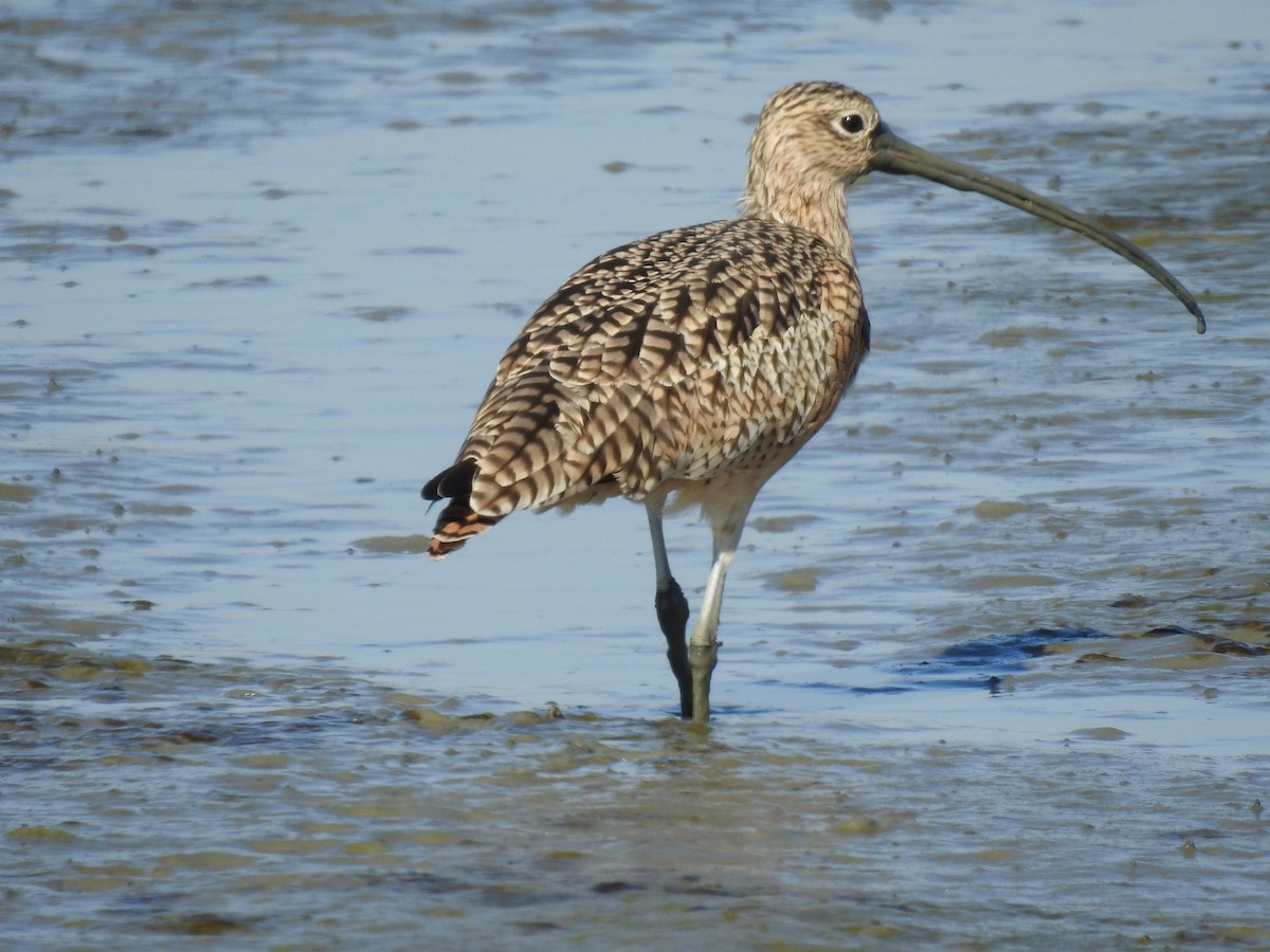 Long-billed Curlew - ML152775881