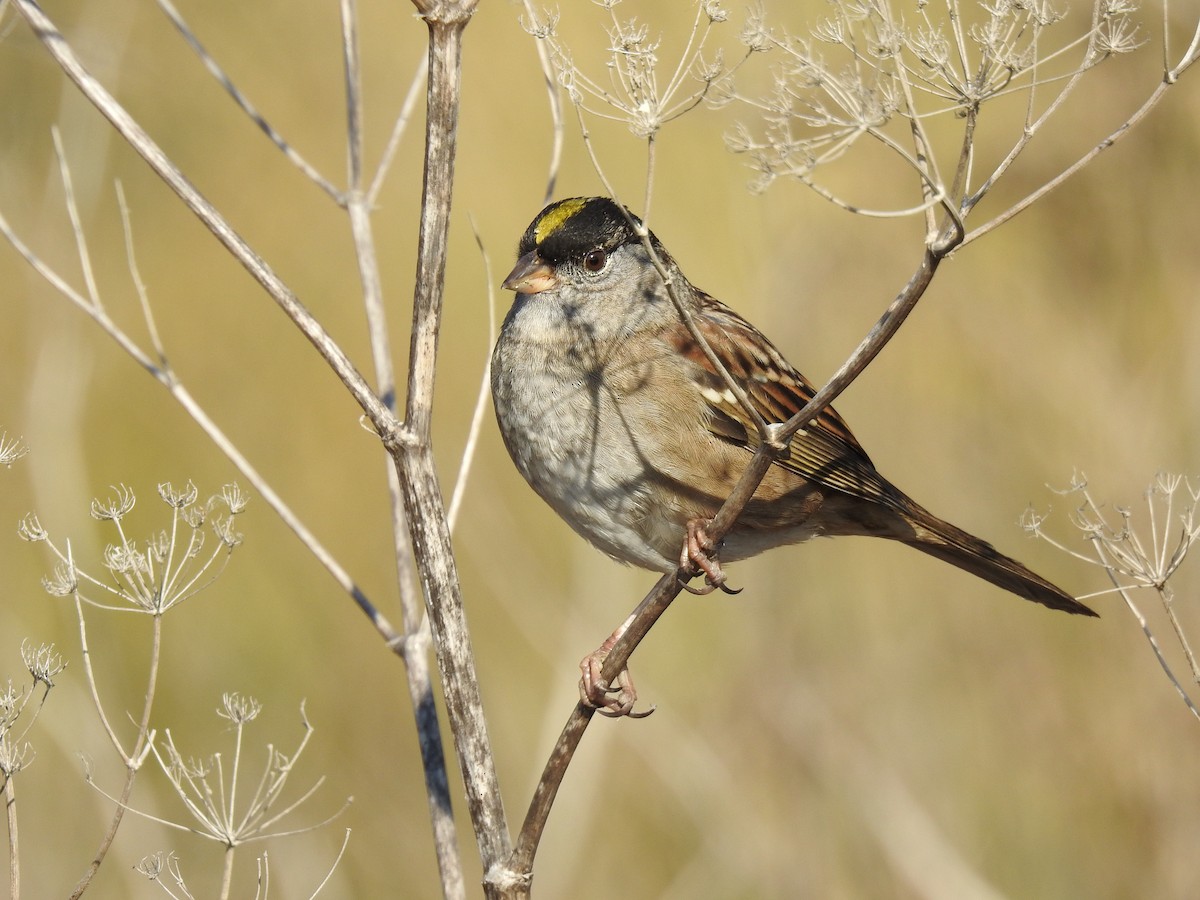 Golden-crowned Sparrow - ML152775891