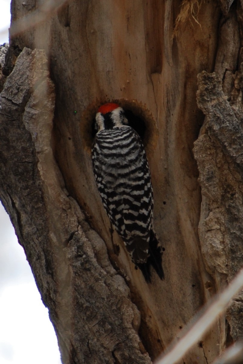 Ladder-backed Woodpecker - Cinnamon Bergeron