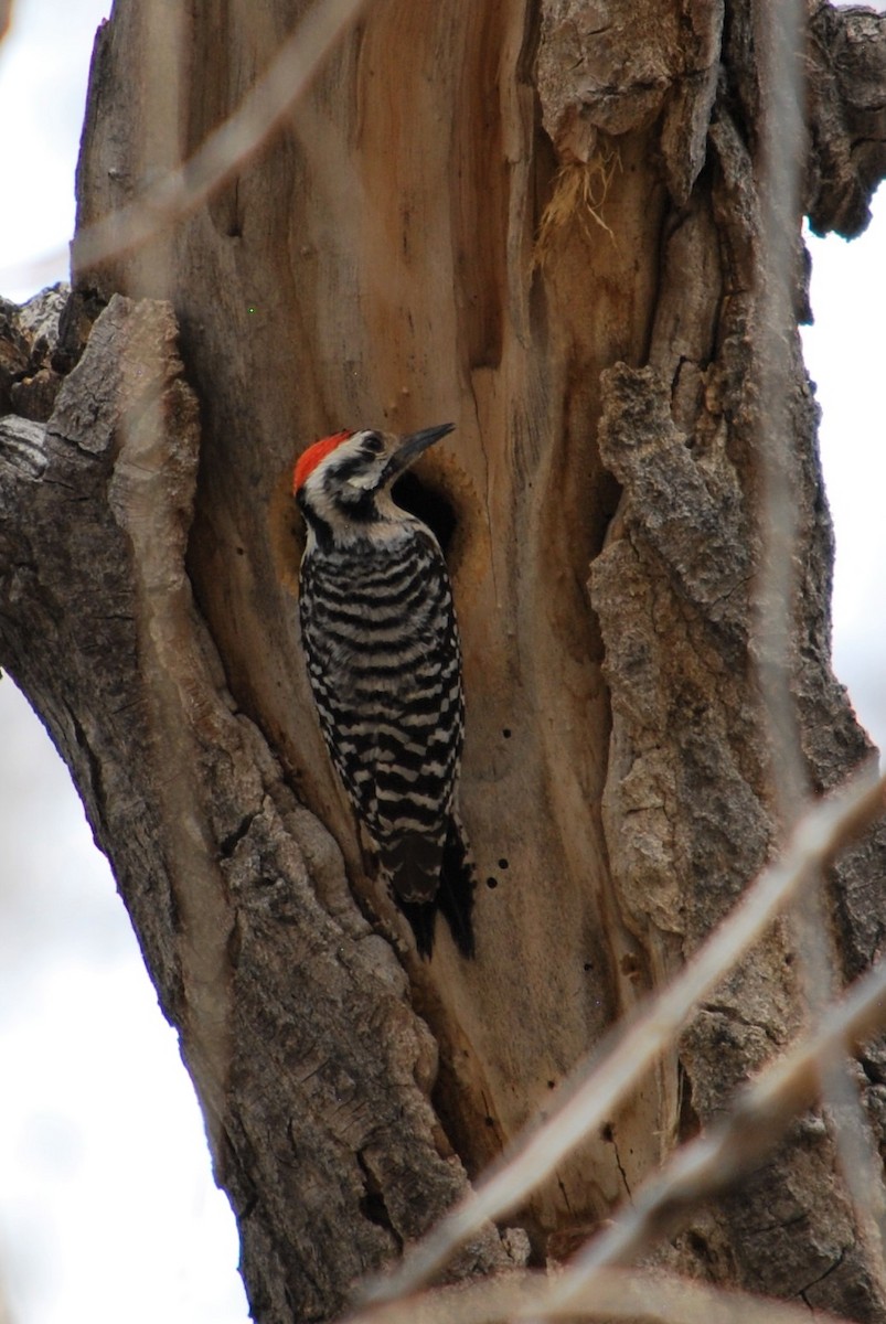 Ladder-backed Woodpecker - Cinnamon Bergeron