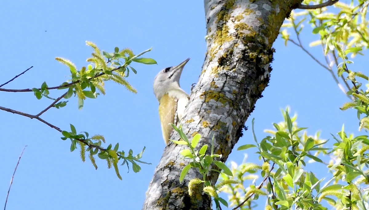 Gray-headed Woodpecker - Andreas Hess
