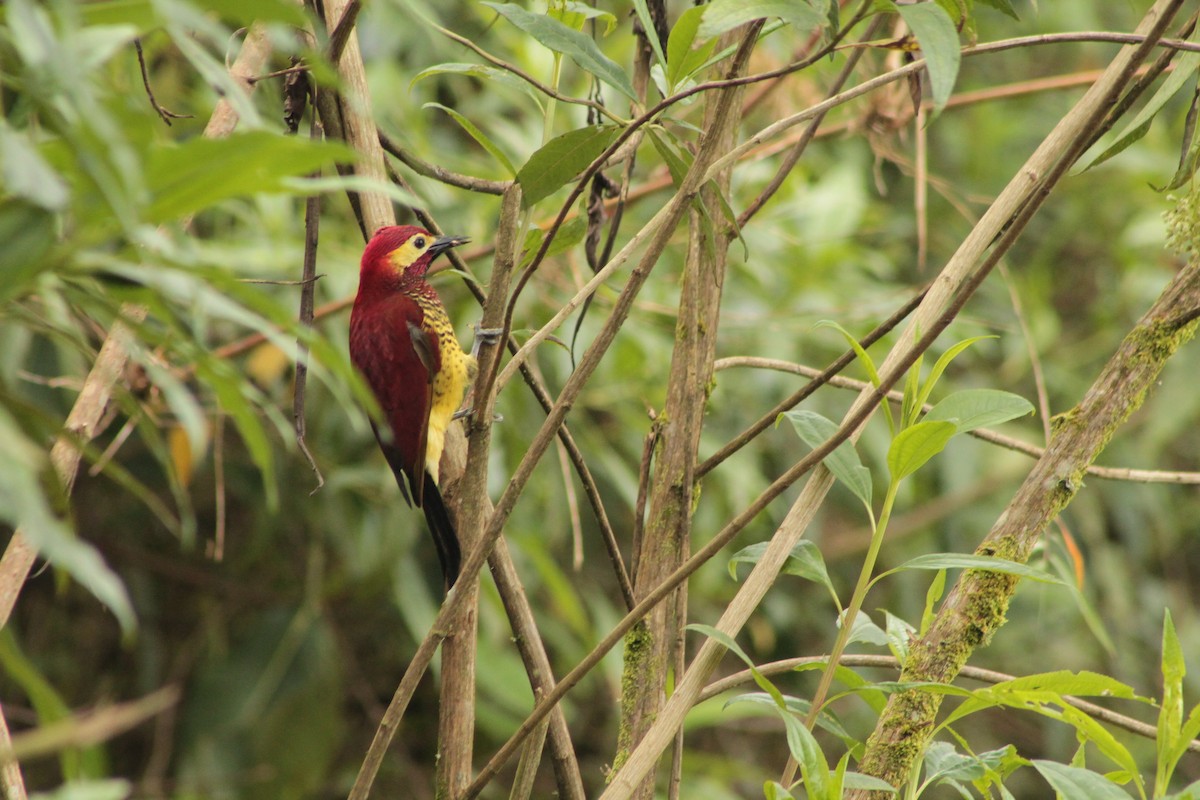 Crimson-mantled Woodpecker - ML152776771