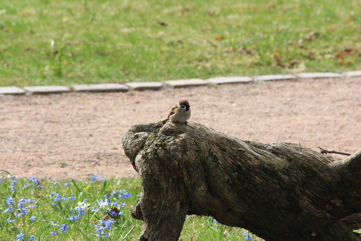 Eurasian Tree Sparrow - ML152776941