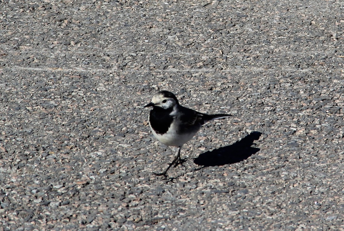 White Wagtail - Anthony  Popiel