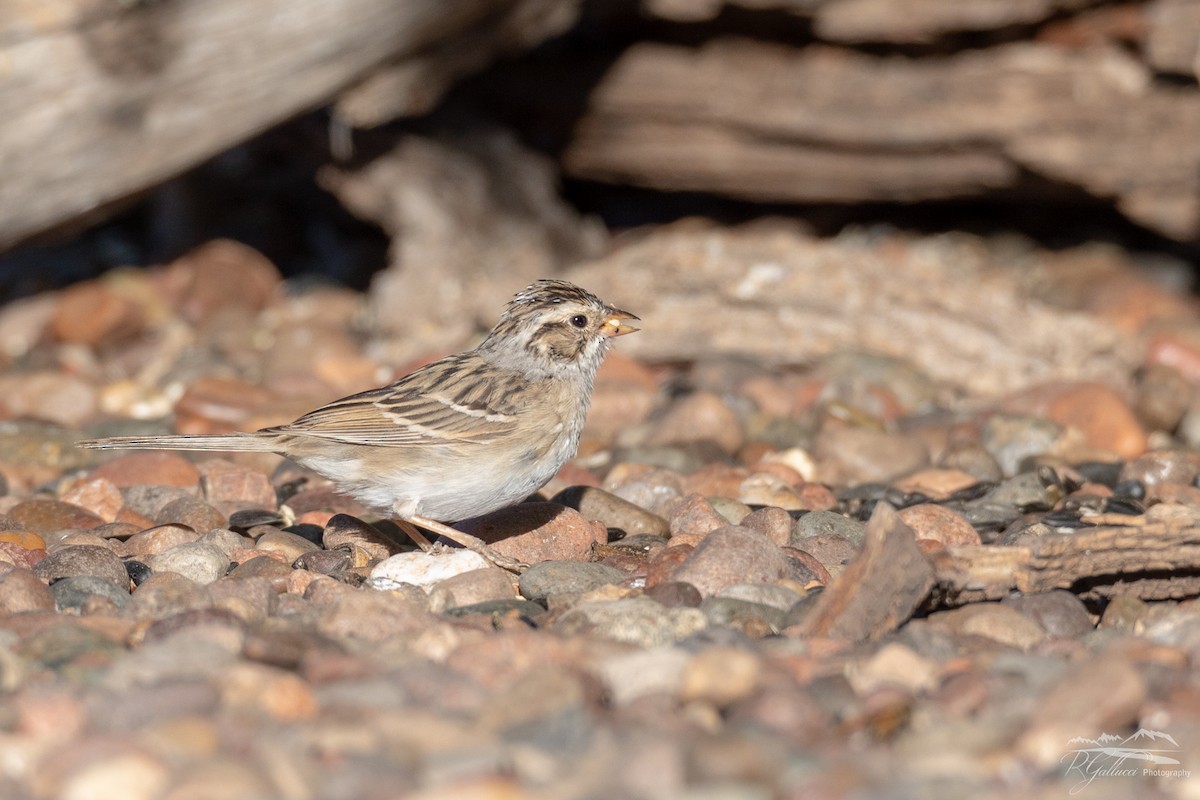 Clay-colored Sparrow - ML152777721