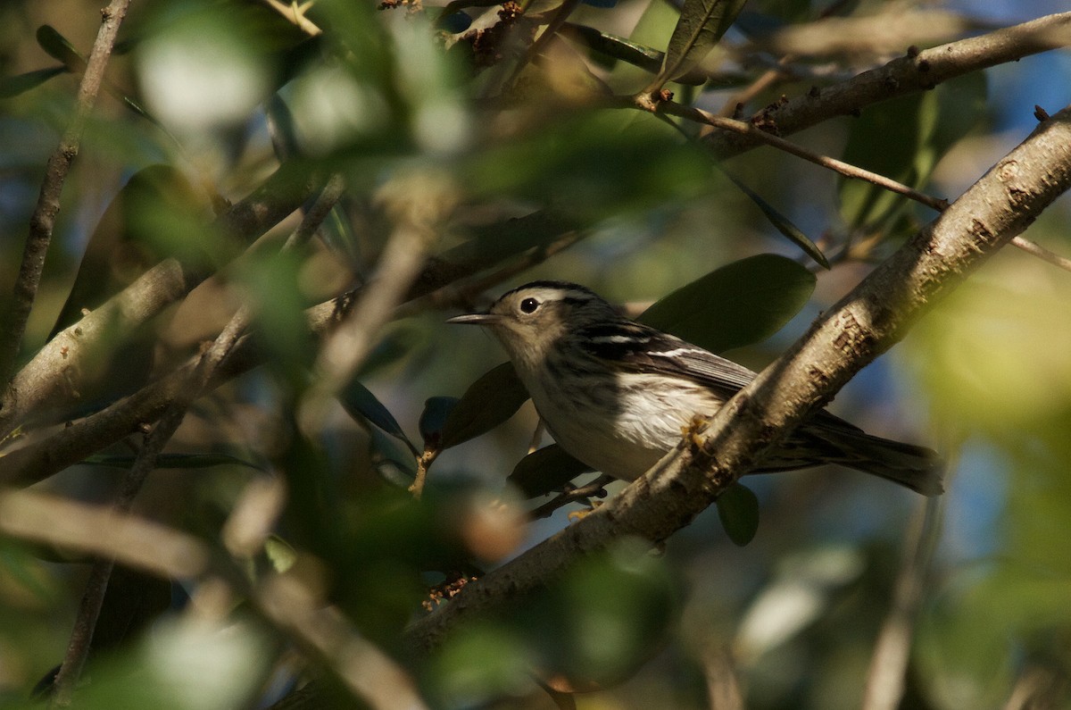 Black-and-white Warbler - ML152779031