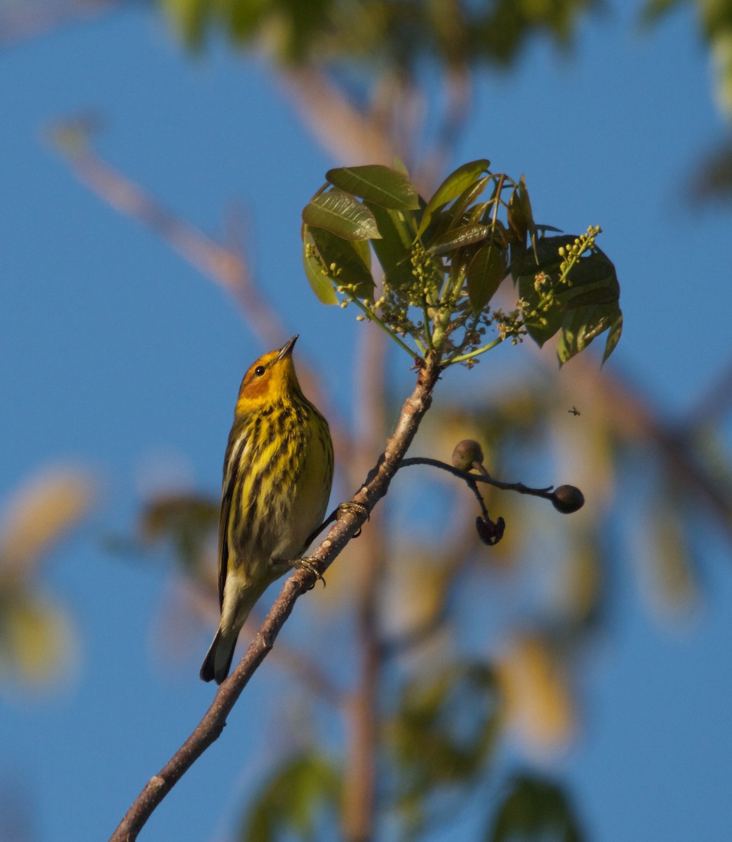 Cape May Warbler - ML152779061