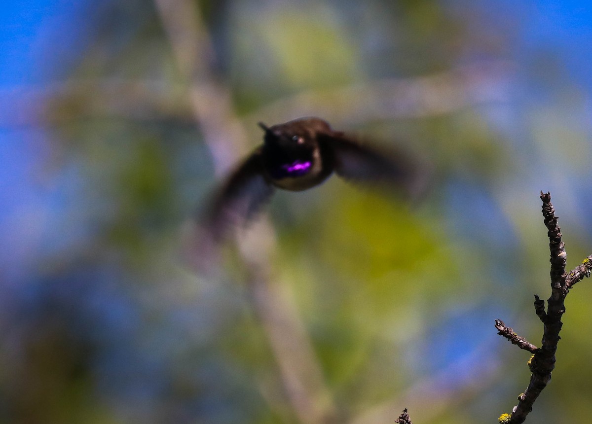 Black-chinned Hummingbird - Kathleen Waldron