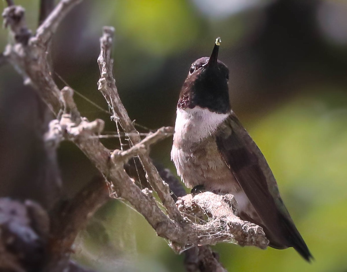 Black-chinned Hummingbird - Kathleen Waldron