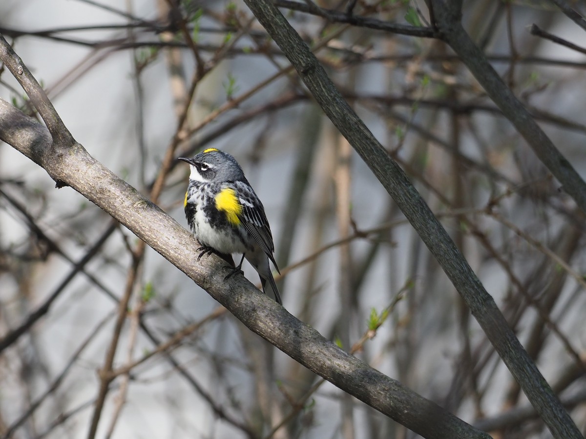 Yellow-rumped Warbler (Myrtle) - Mike Gibbons