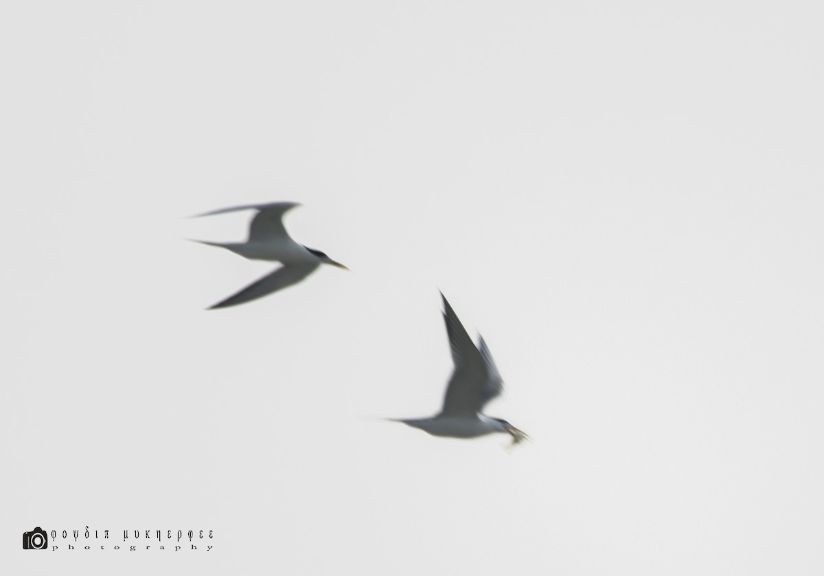 Great Crested Tern - ML152783441