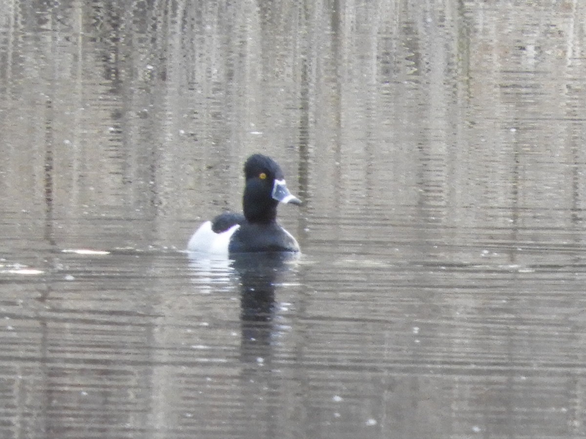 Ring-necked Duck - Rémy Poulin
