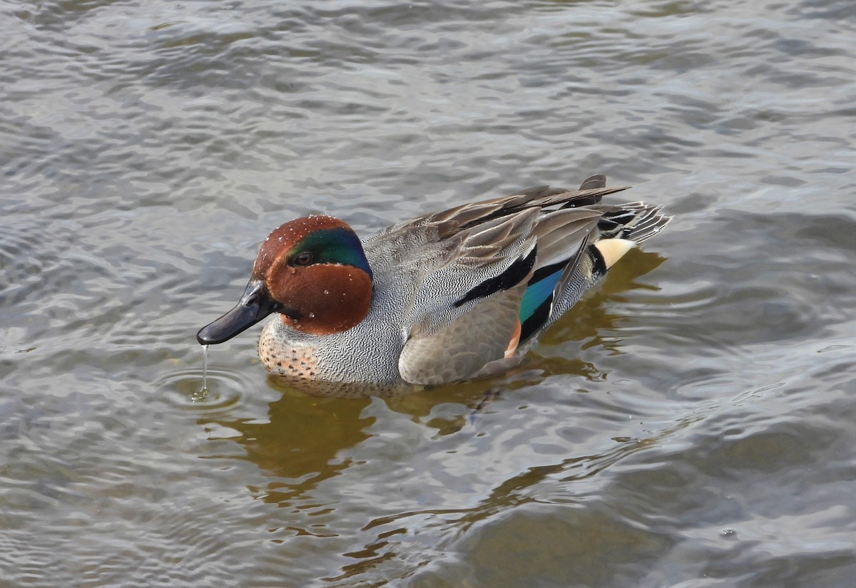 Green-winged Teal - Dale Floer