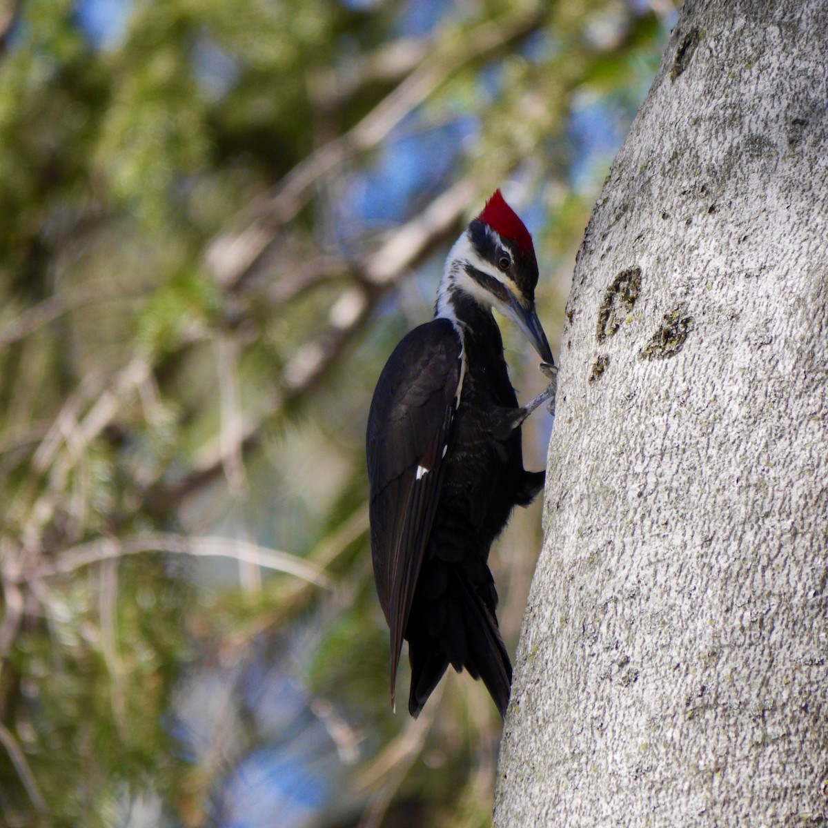Pileated Woodpecker - Luce Chamard