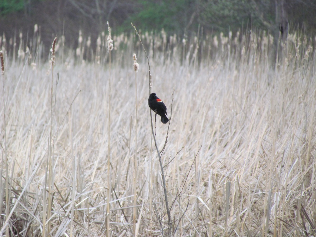 Red-winged Blackbird - Susan Carpenter