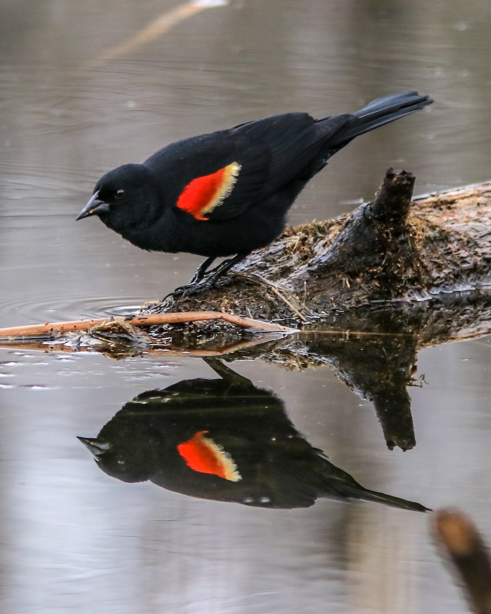 Red-winged Blackbird - Marc Boisvert