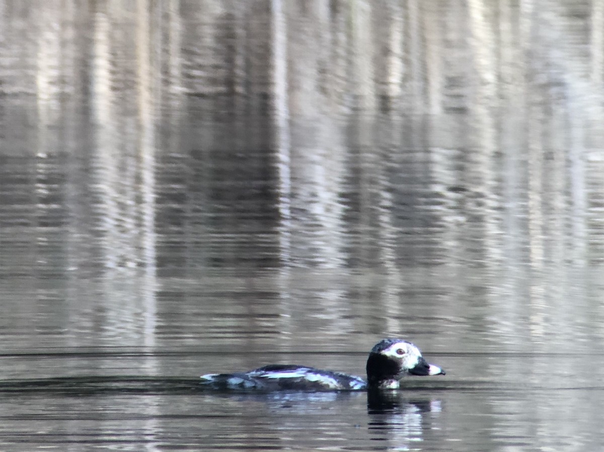 Long-tailed Duck - ML152785791