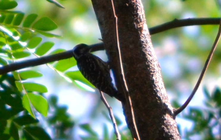 Philippine Pygmy Woodpecker - ML152786401
