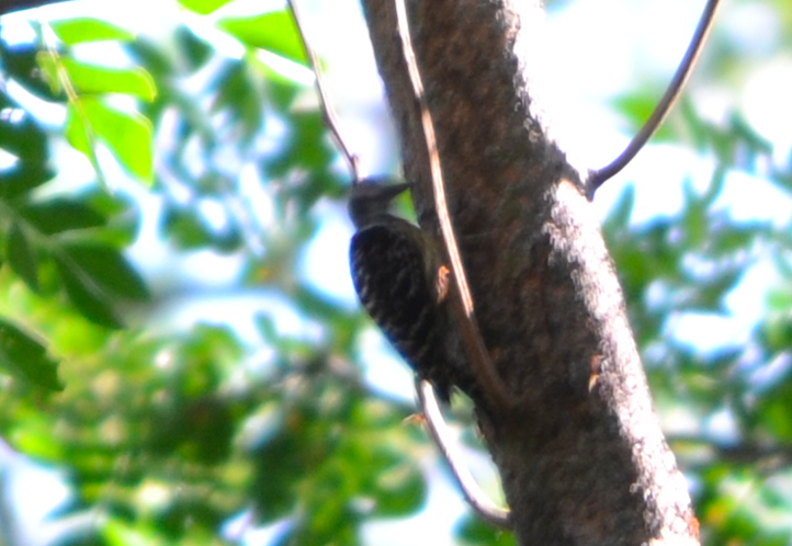 Philippine Pygmy Woodpecker - ML152786411