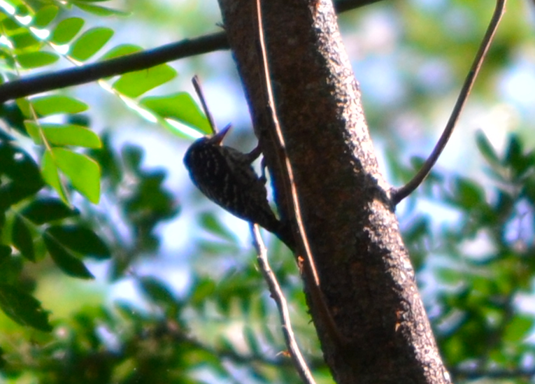 Philippine Pygmy Woodpecker - ML152786421