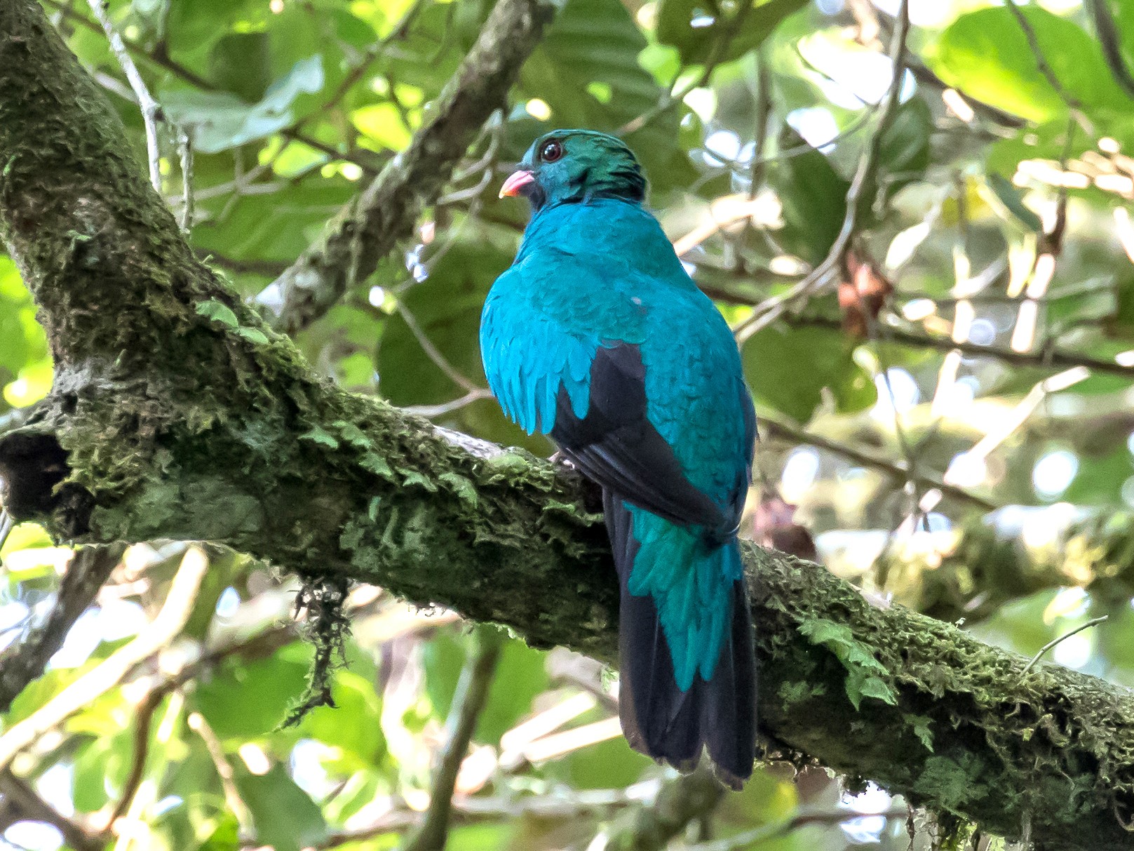 アカハシカザリキヌバネドリ Ebird