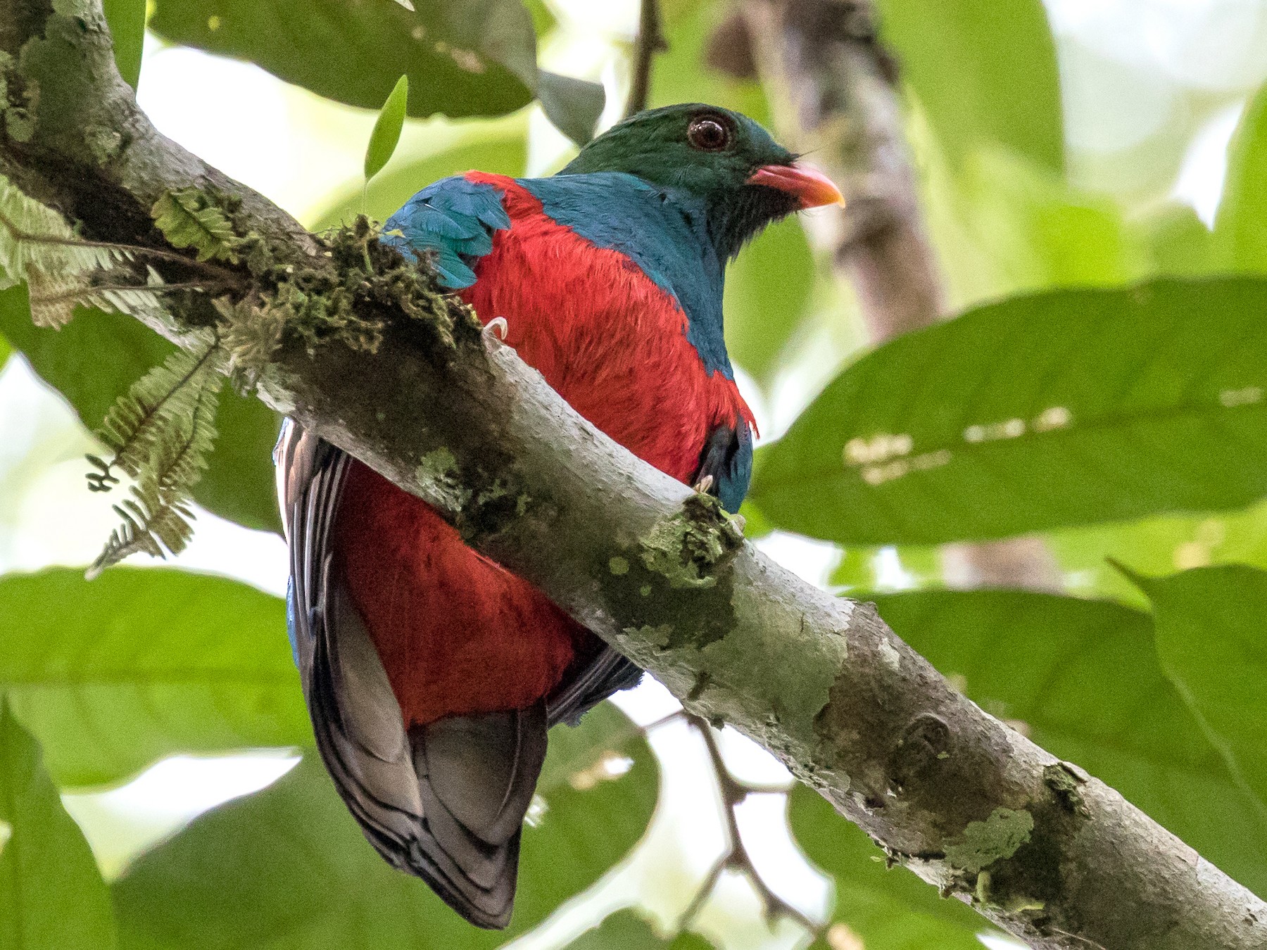 アカハシカザリキヌバネドリ Ebird