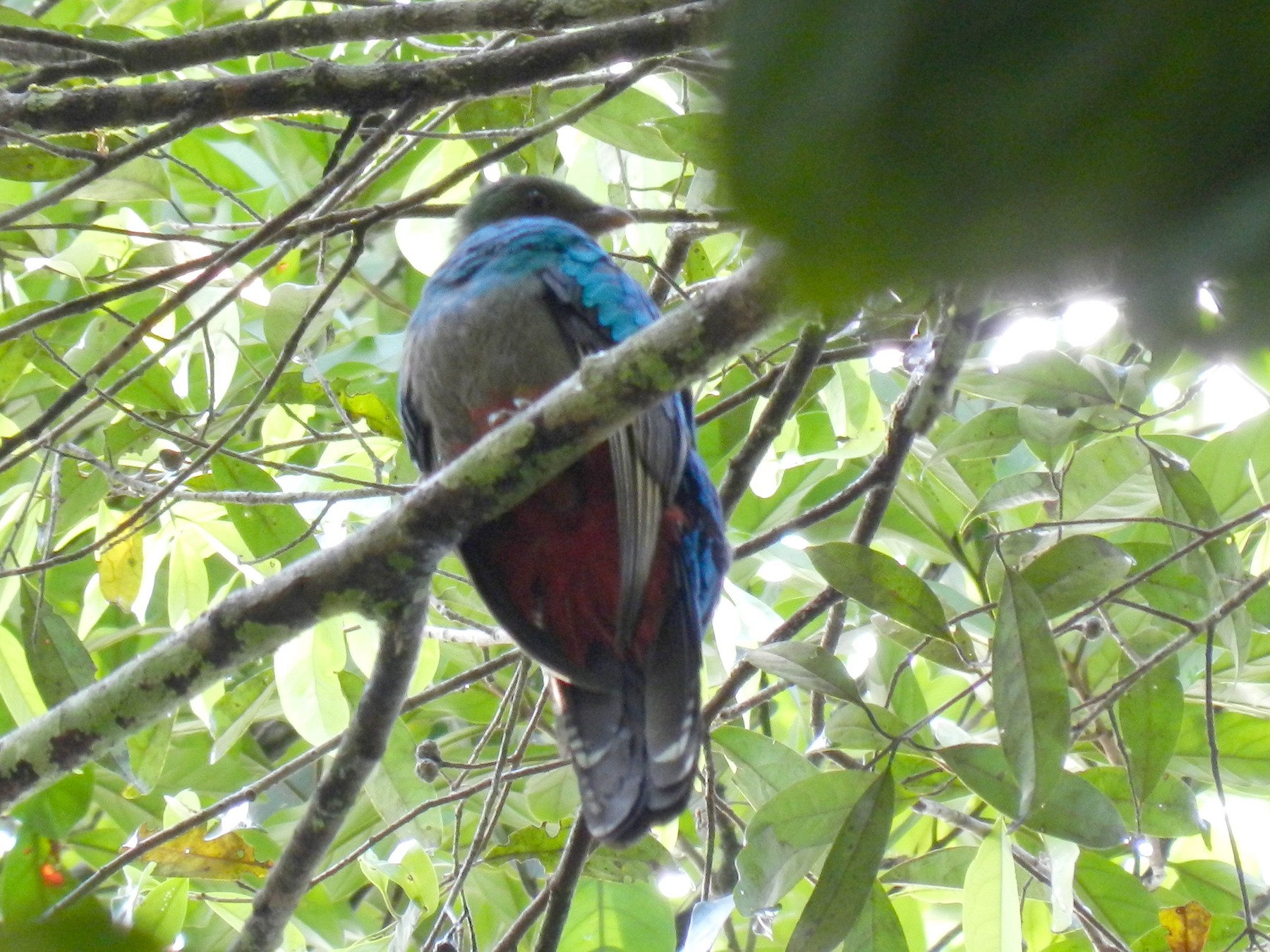 アカハシカザリキヌバネドリ Ebird