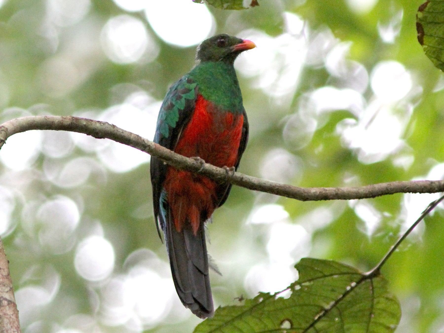 アカハシカザリキヌバネドリ Ebird