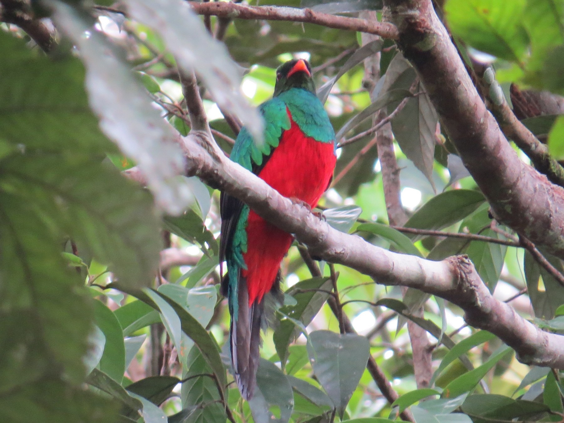 Pavonine Quetzal - Sandy Gallito