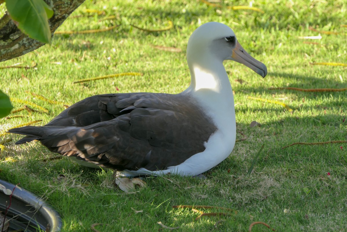 Laysan Albatross - Randall Siebert