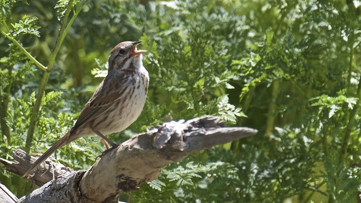 Song Sparrow (fallax Group) - ML152787711