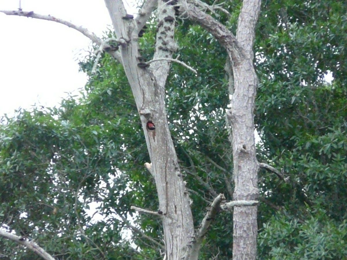 Pileated Woodpecker - Da Lo