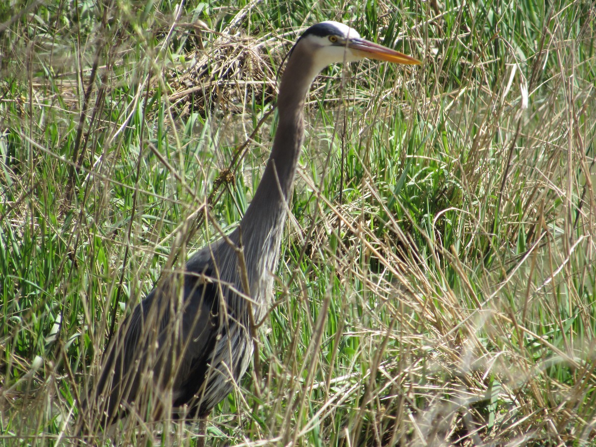 Great Blue Heron (Great Blue) - Roger Hedge