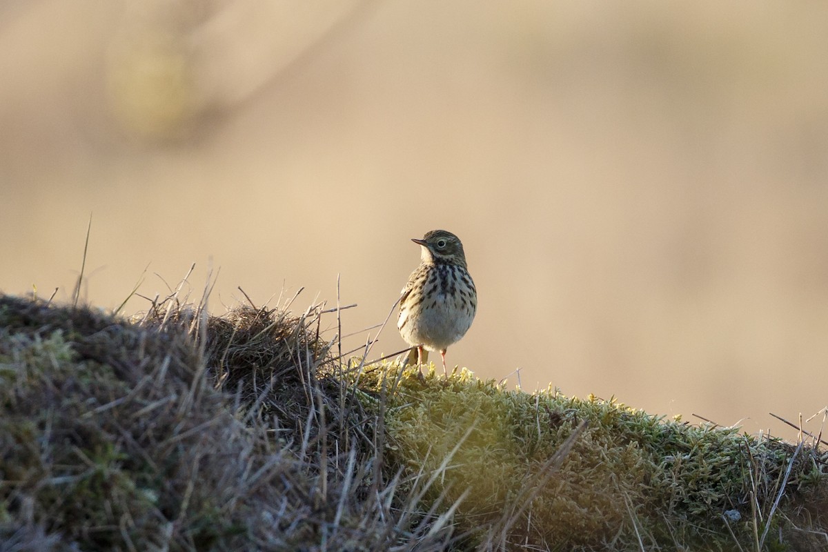 Meadow Pipit - Anonymous