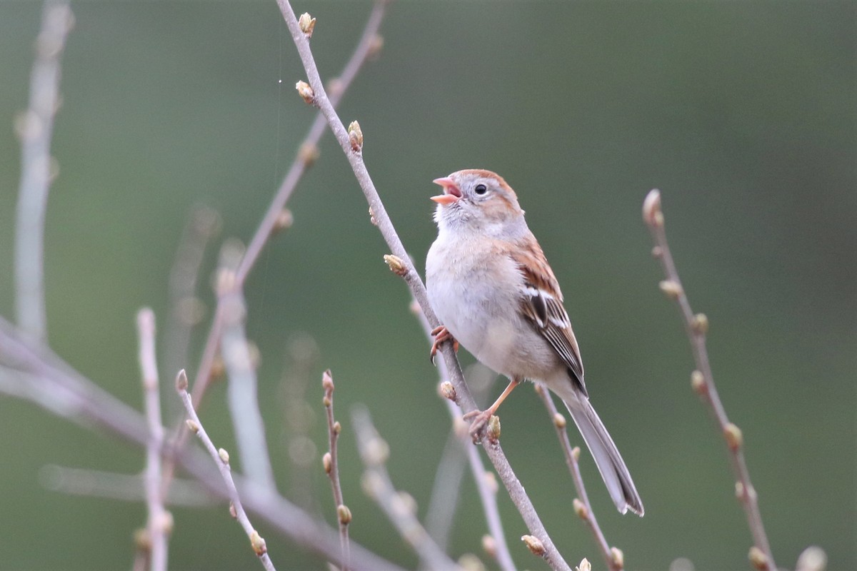 Field Sparrow - Margaret Viens