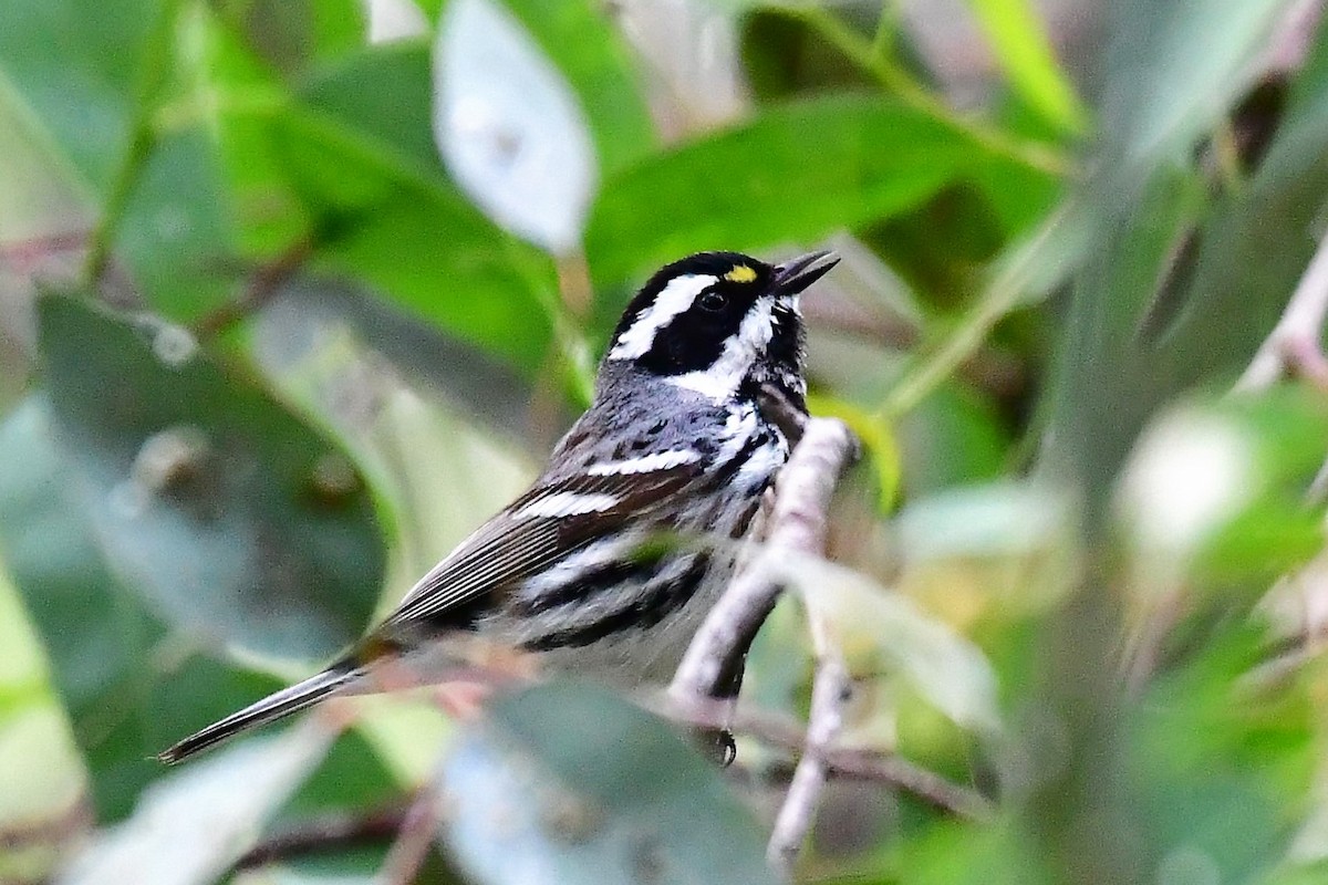 Black-throated Gray Warbler - Sia McGown