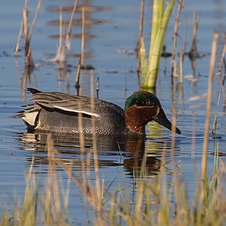 Green-winged Teal - ML152793191